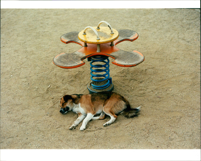 Dogs. - Vintage Photograph