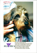 Dogs. - Vintage Photograph