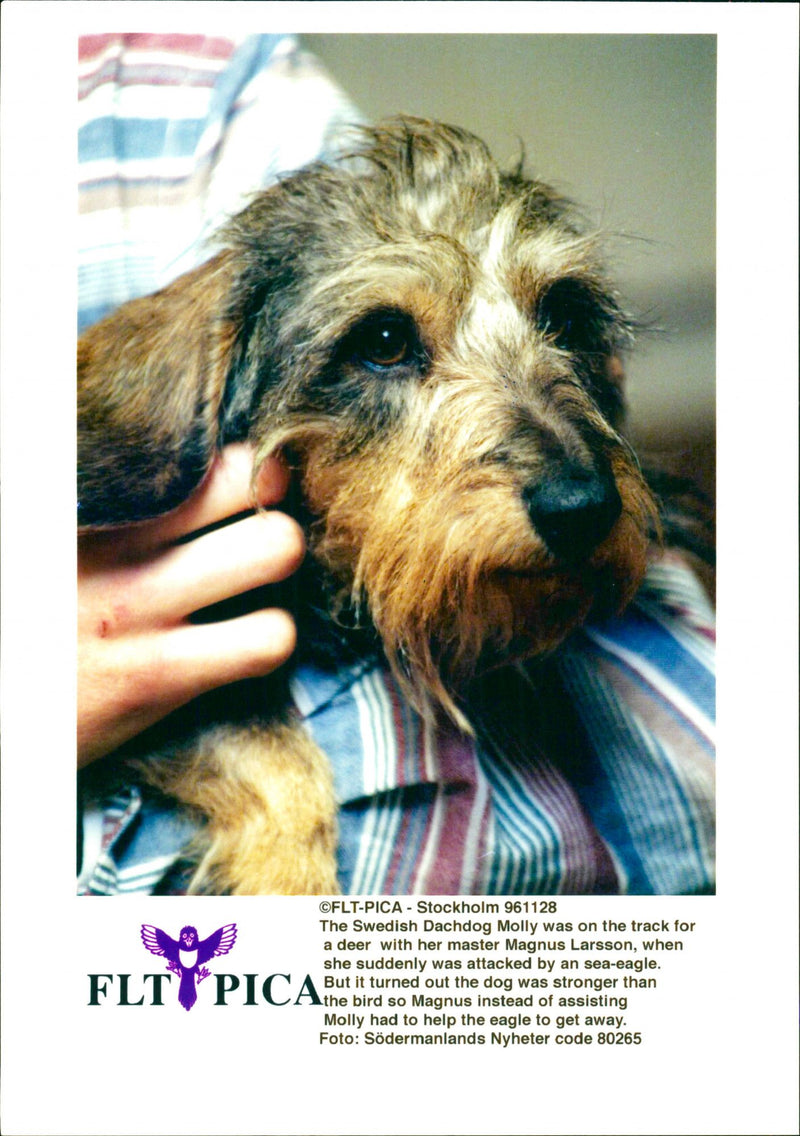 Dogs. - Vintage Photograph