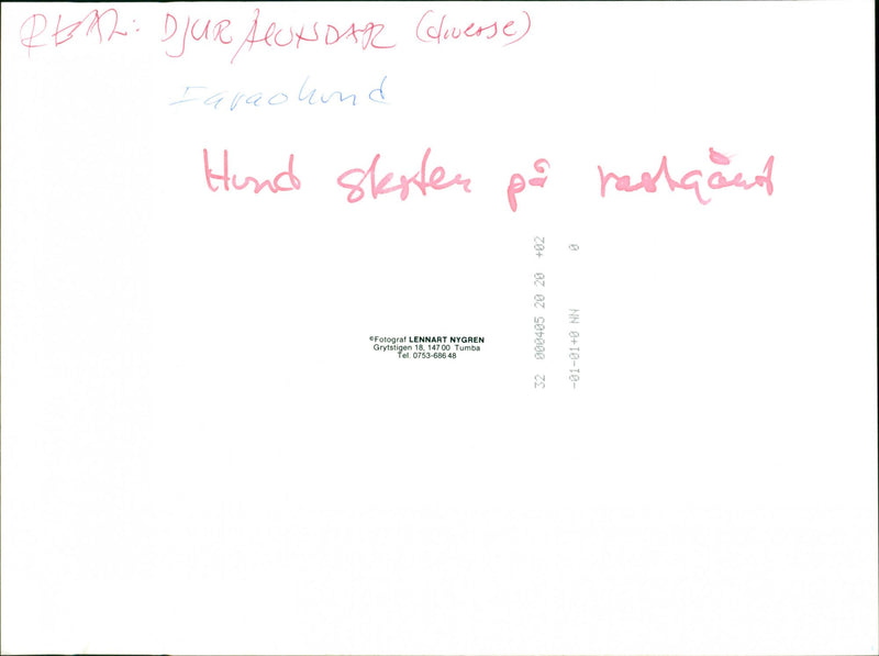 Dogs. - Vintage Photograph