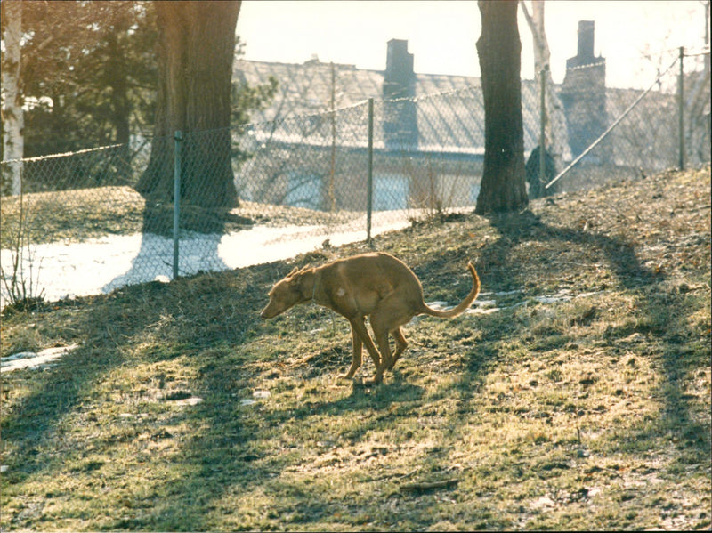 Dogs. - Vintage Photograph