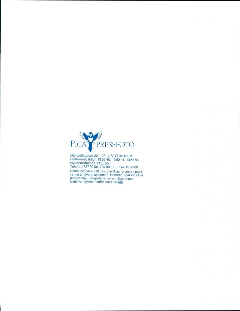 Dogs. - Vintage Photograph