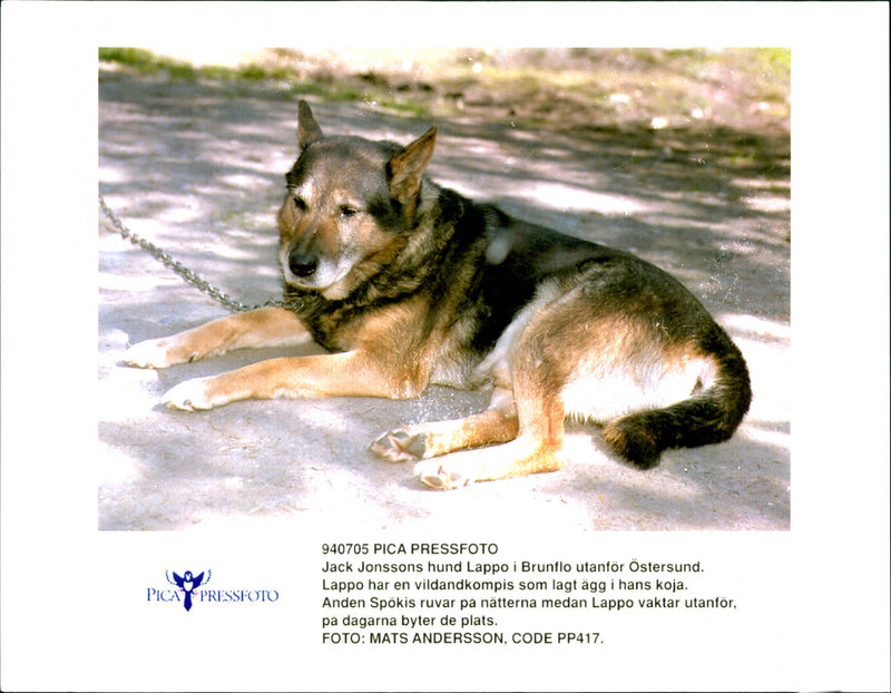 Dogs. - Vintage Photograph