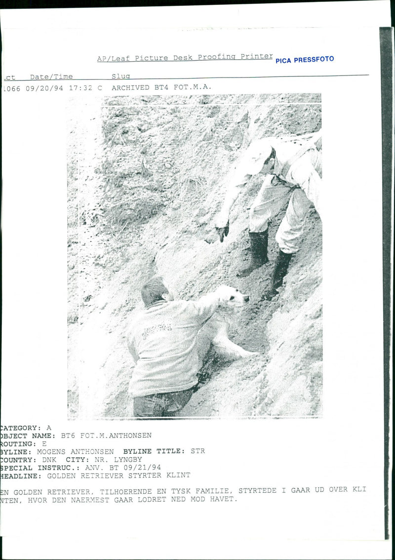 Golden Retriever, Dogs - Vintage Photograph