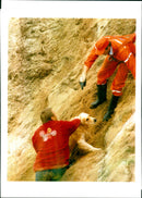 Golden Retriever, Dogs - Vintage Photograph