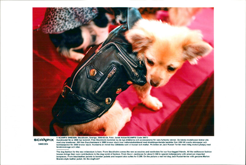 Dogs. - Vintage Photograph