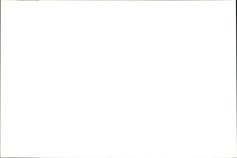 Dogs. - Vintage Photograph