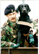 Animal Dogs - Vintage Photograph