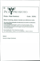 Animal Dogs - Vintage Photograph