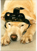 Animal Dogs - Vintage Photograph