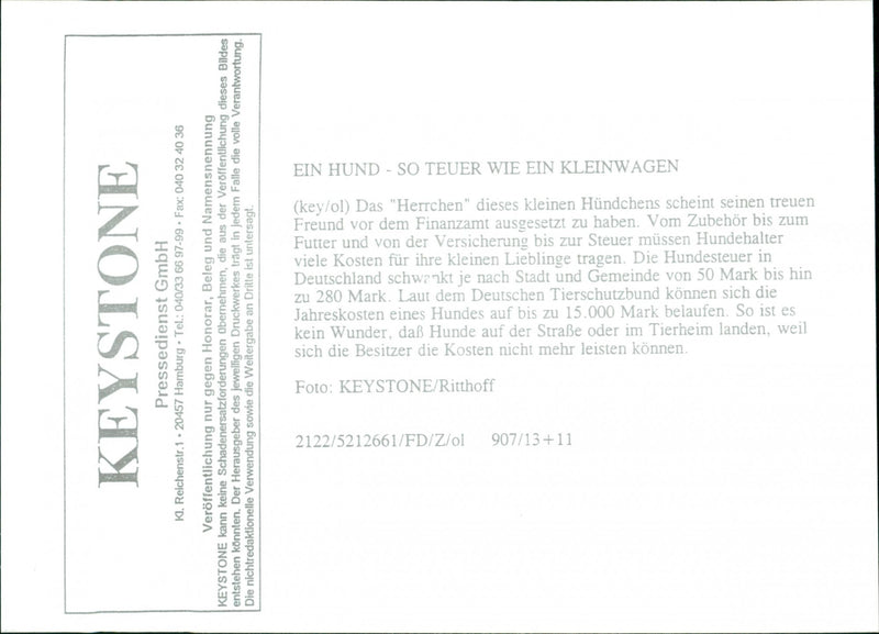 Animal Dogs - Vintage Photograph