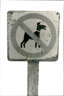 Animal Dogs - Vintage Photograph