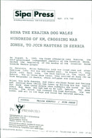 Animal Dogs - Vintage Photograph