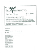 Animal Dogs - Vintage Photograph