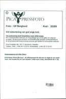 Animal Dogs - Vintage Photograph