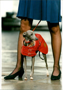 Animal Dogs - Vintage Photograph