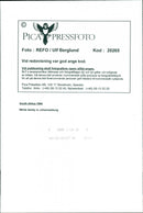 Animal Dogs - Vintage Photograph