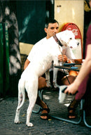 Animal Dogs - Vintage Photograph