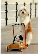 Animal Dogs - Vintage Photograph