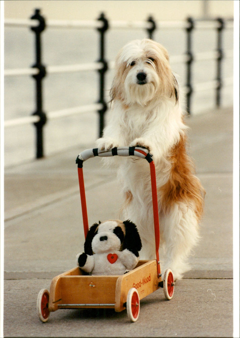 Animal Dogs - Vintage Photograph