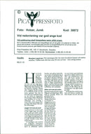 Animal Dogs - Vintage Photograph