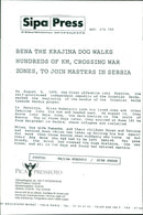 Animal Dogs - Vintage Photograph