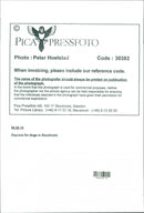 Animal Dogs - Vintage Photograph