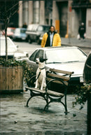 Animal Dogs - Vintage Photograph