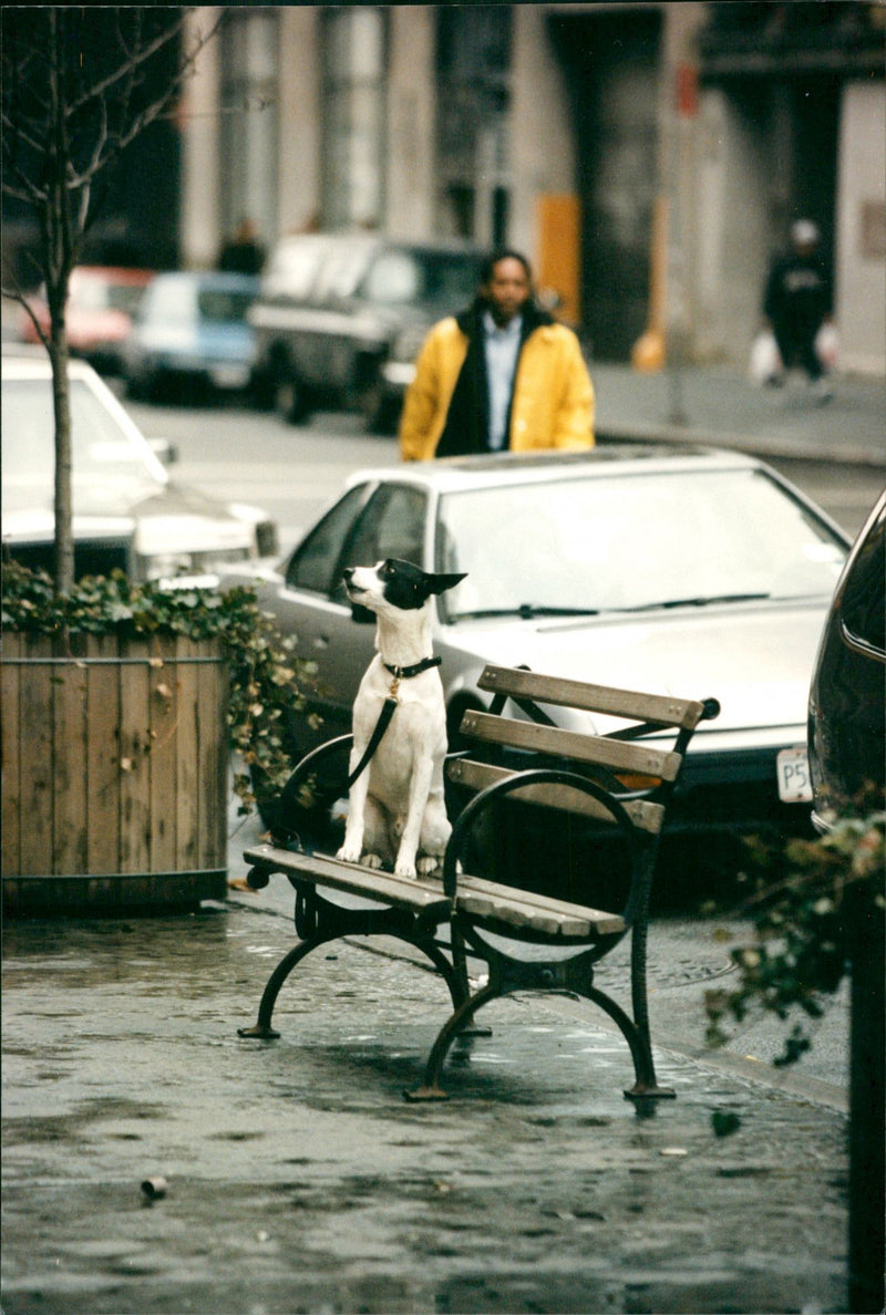 Animal Dogs - Vintage Photograph