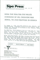 Animal Dogs - Vintage Photograph