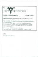 Animal Dogs - Vintage Photograph