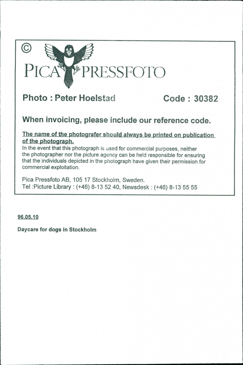 Animal Dogs - Vintage Photograph