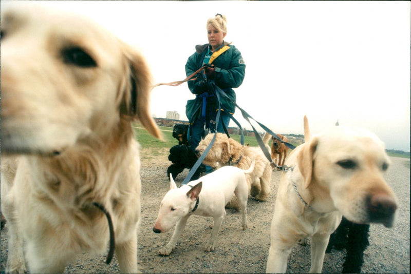 Animal Dogs - Vintage Photograph