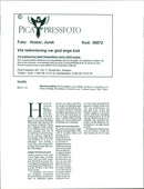 Animal Dogs - Vintage Photograph