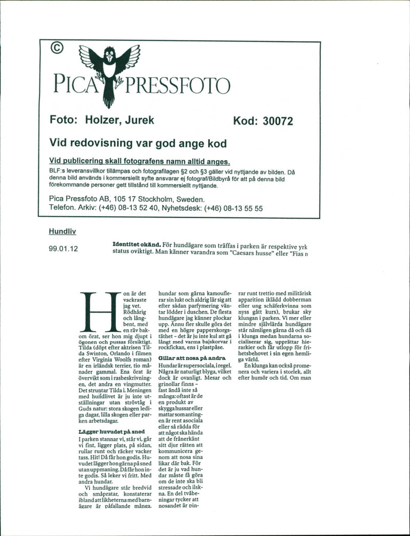 Animal Dogs - Vintage Photograph