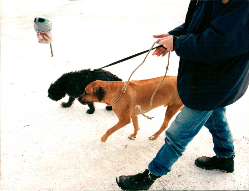 Animal Dogs - Vintage Photograph