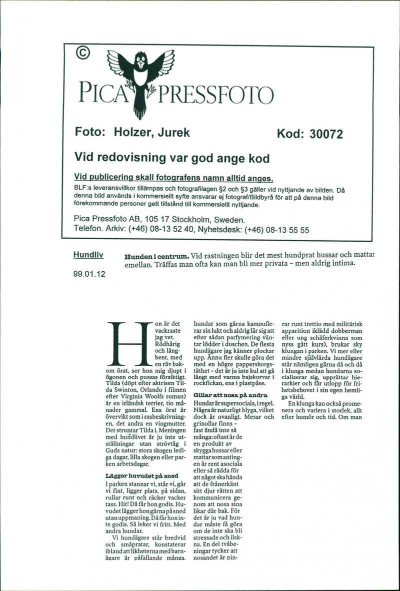 Animal Dogs - Vintage Photograph