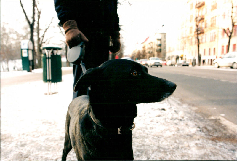 Animal Dogs - Vintage Photograph
