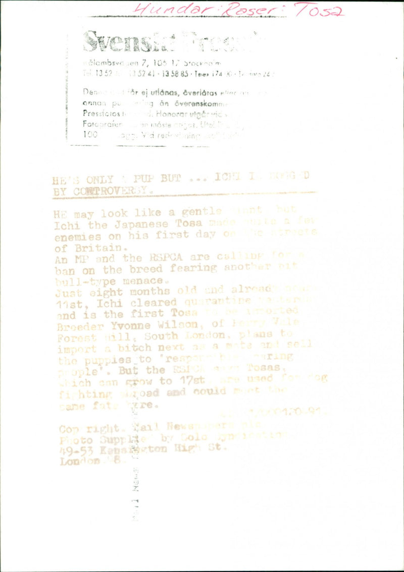 Animal Dogs - Vintage Photograph