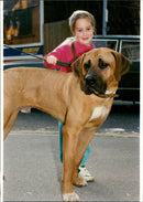Animal Dogs - Vintage Photograph