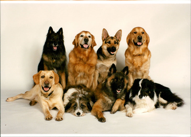 Animal Dogs - Vintage Photograph