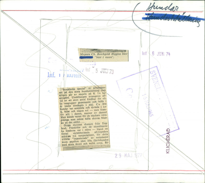 Animal Dogs - Vintage Photograph