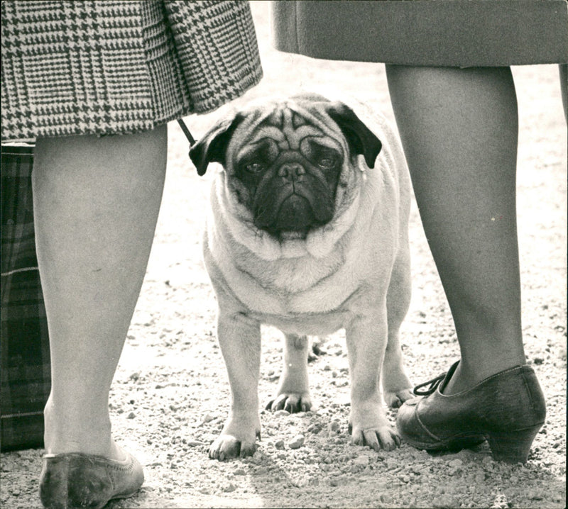 Animal Dogs - Vintage Photograph
