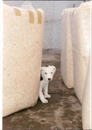 Animals, Puppy Joey - Vintage Photograph