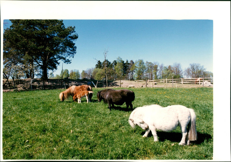 Horses - Vintage Photograph