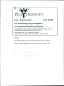 Dogs Rhodesian Ridgeback, Simbashana's Idefix. - Vintage Photograph