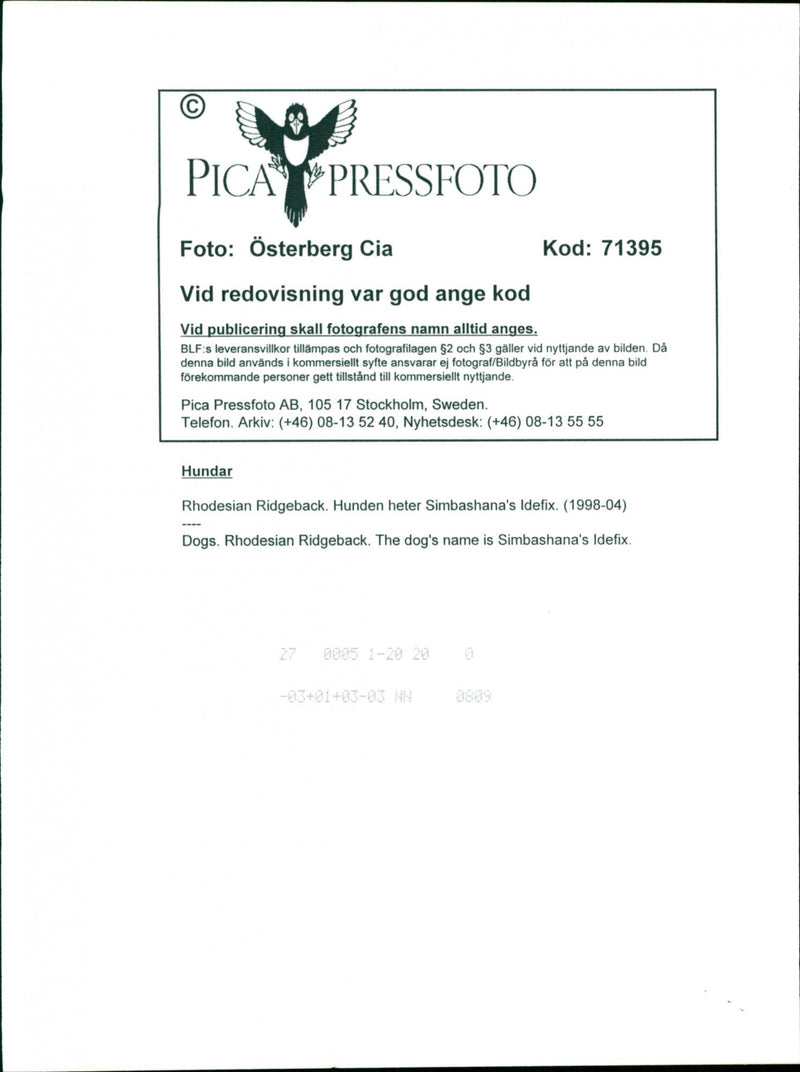 Dogs Rhodesian Ridgeback, Simbashana's Idefix. - Vintage Photograph