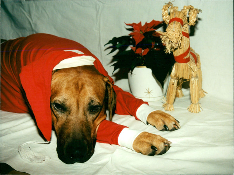 Dogs Rhodesian Ridgeback, Simbashana's Idefix. - Vintage Photograph