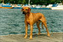 Dogs Rhodesian Ridgeback, Simbashana's Idefix. - Vintage Photograph