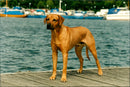 Dogs Rhodesian Ridgeback, Simbashana's Idefix. - Vintage Photograph
